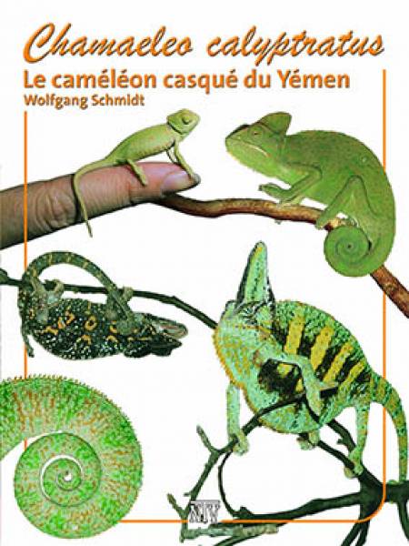 Chamaeleo calyptratus: Le caméléon casqué du Yémen